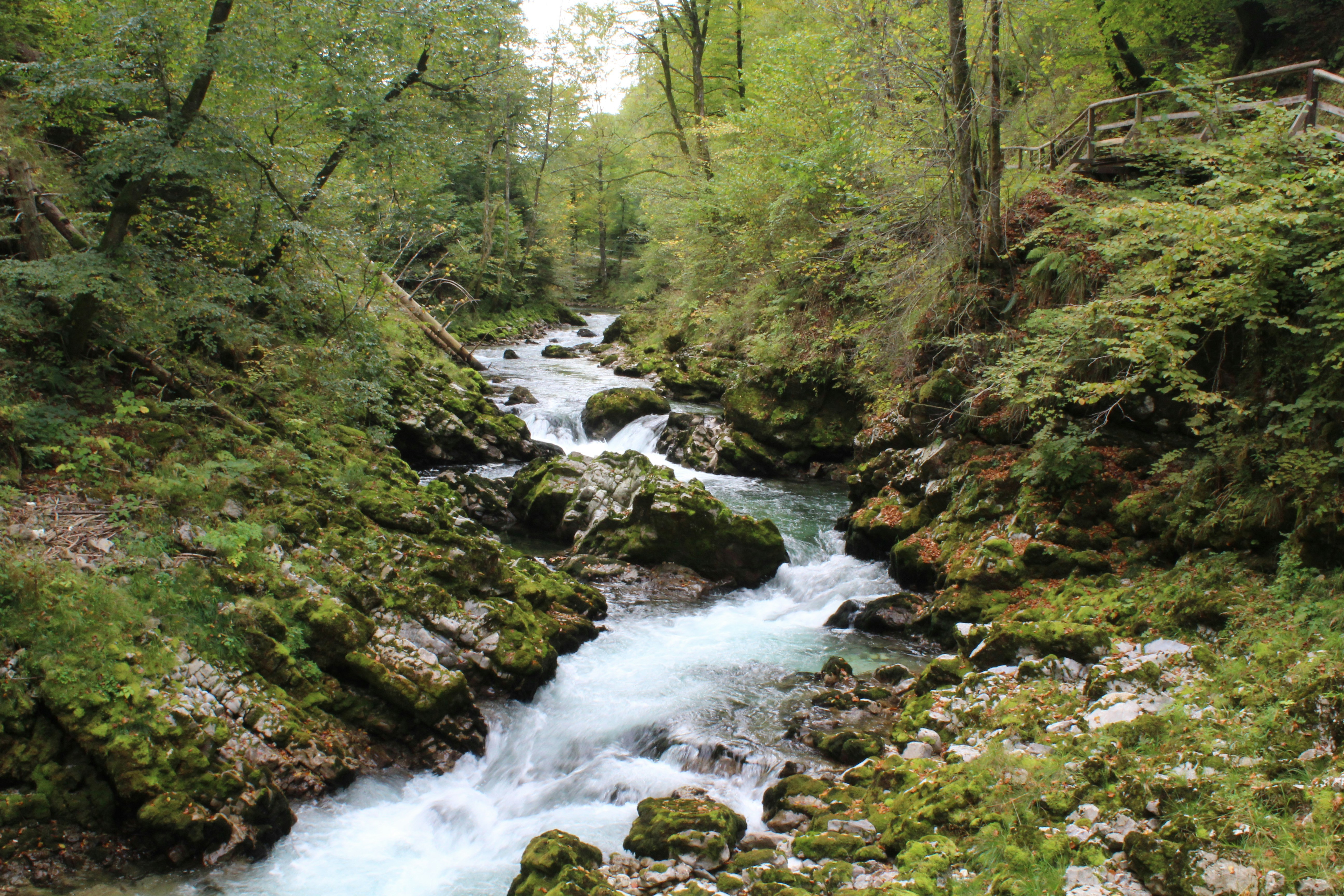 a river running through a lush green forest